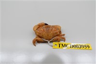 藏品(近親皺蟹)的圖片